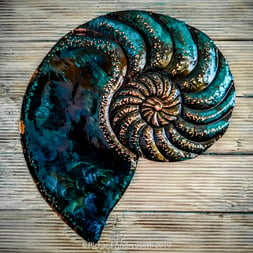 Andreucetti Copper Wall Art Nautilus Fossil