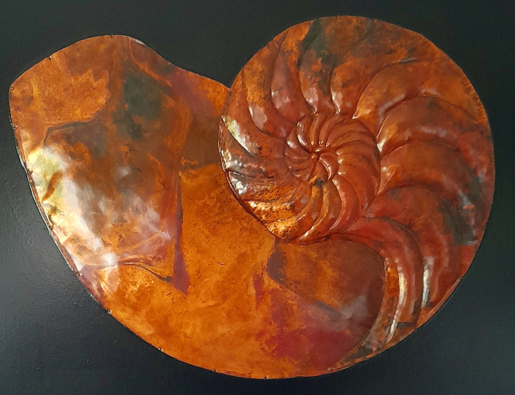 Copper nautilus sculpture with a rich red patina by Irish artist Richard Andreucetti, inspired by ancient marine forms and the eternal spiral of life, blending natural evolution with contemporary metal artistry. Copper nautilus sculpture with a rich red patina by Irish artist Richard Andreucetti, inspired by ancient marine forms and the eternal spiral of life, blending natural evolution with contemporary metal artistry.